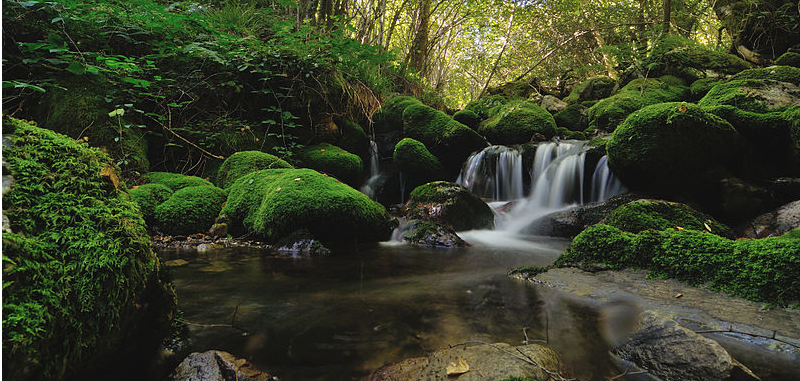 El bosque de muniellos